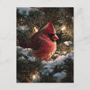 Cardinal in Snowy Pine Postcard
