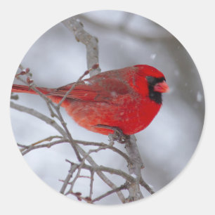 Cardinal in the Snow Classic Round Sticker