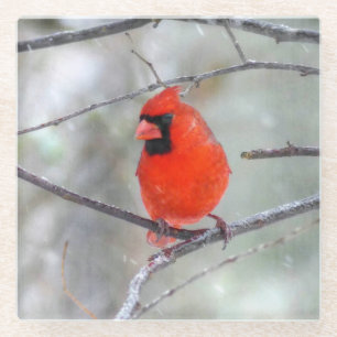Cardinal in the Snow Glass Coaster