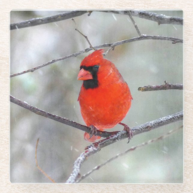 Cardinal in the Snow Glass Coaster (Front)