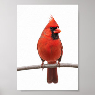 Cardinal in the Snow Poster
