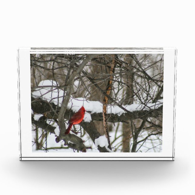 Cardinal in the Snowy Woods II Photo Block (Front)
