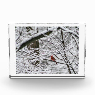 Cardinal in the Snowy Woods Photo Block