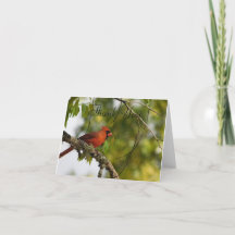 Cardinal In the Spring FL 