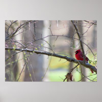 Cardinal in Tree Photo