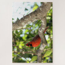 Cardinal in Tree Photography