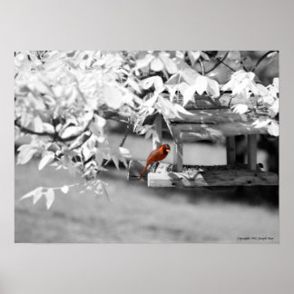 Cardinal Infrared Poster