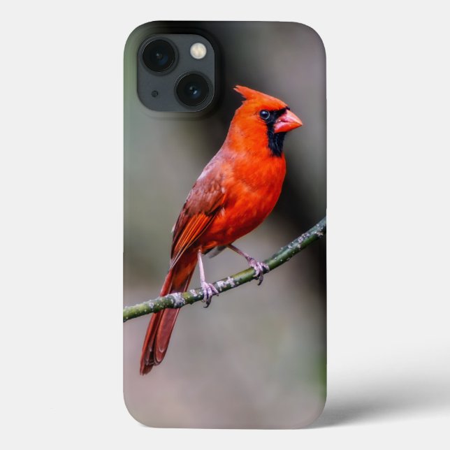 Cardinal iPhone 6/6s, Tough Xtreme Phone Case (Back)