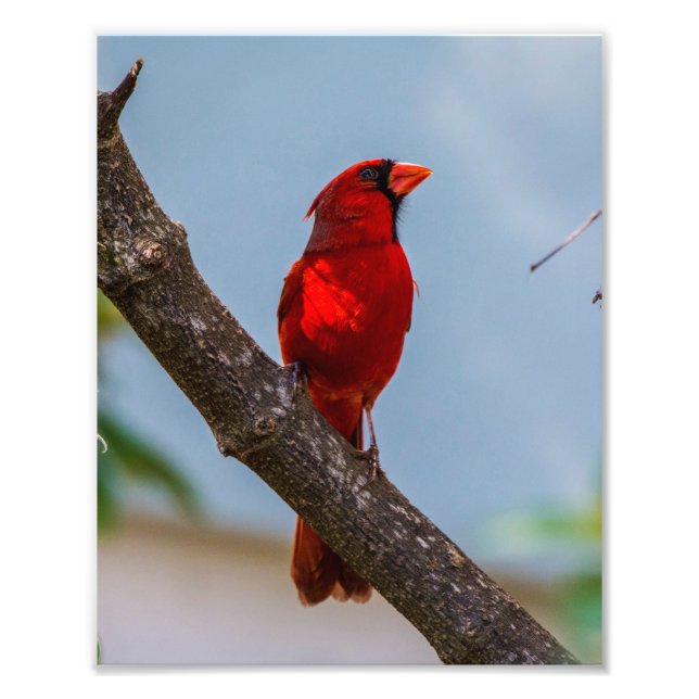 Cardinal Kodak Professional Paper 8 x 10 Photo Print (Front)
