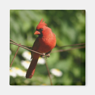 Cardinal Magnet
