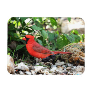 Cardinal Magnet