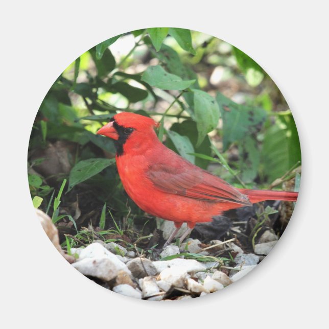 Cardinal Magnet (Front)