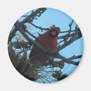 Cardinal magnet