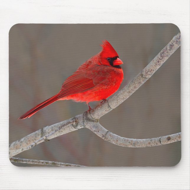 Cardinal Mouse Pad (Front)
