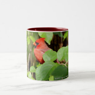 cardinal mug