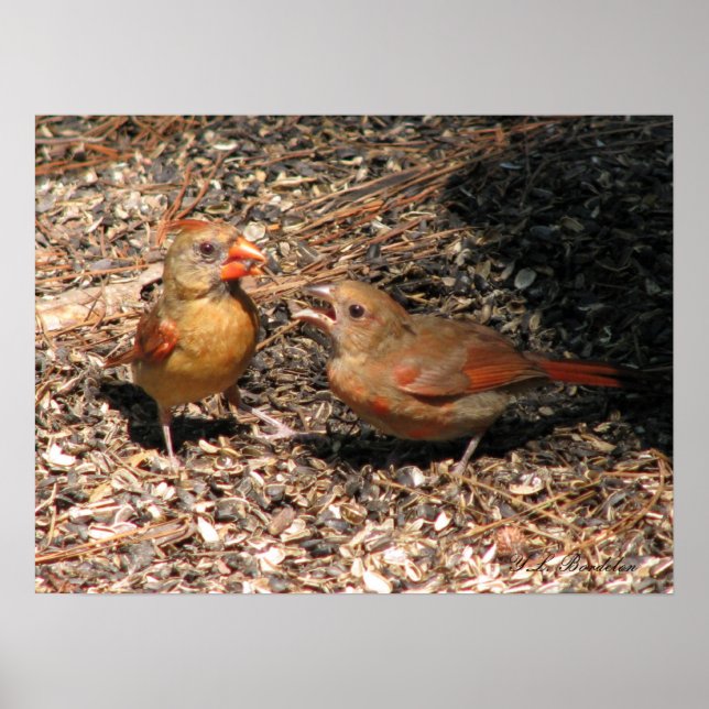 Cardinal Mum & Baby Poster (Front)