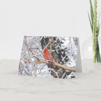 Cardinal 'n Ice Holiday Card