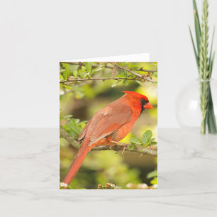 Cardinal note card