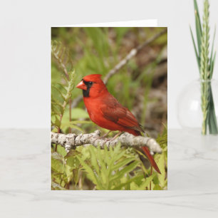Cardinal Note Card