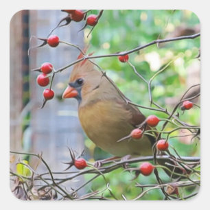 Cardinal on a Berry Branch in Winter Square Sticker
