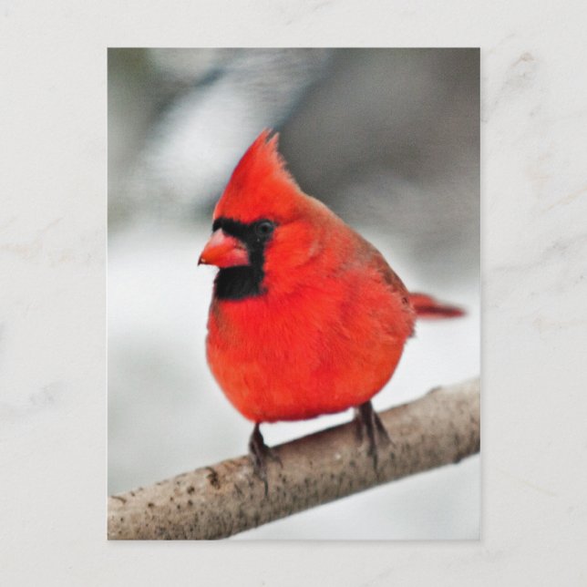 Cardinal on a Branch Postcard (Front)