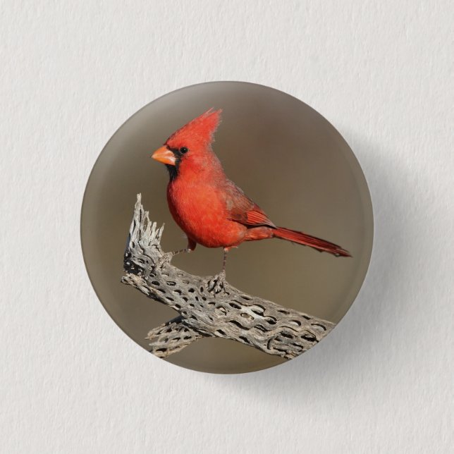 Cardinal on a cholla rib  3 cm round badge (Front)