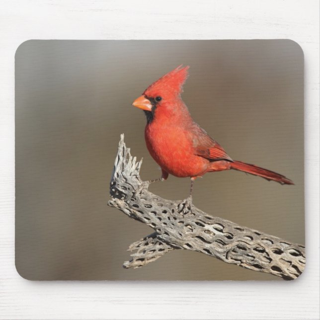 Cardinal on a cholla rib mouse pad (Front)