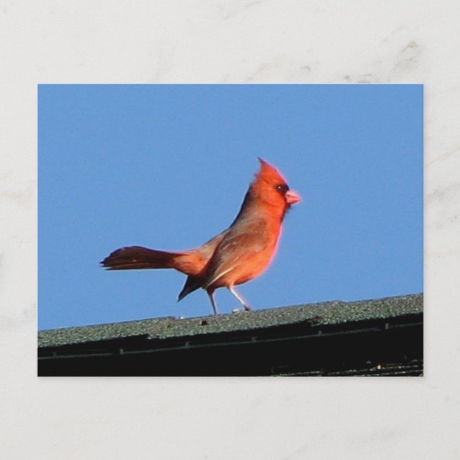 Cardinal on a Roof Postcard (Front)
