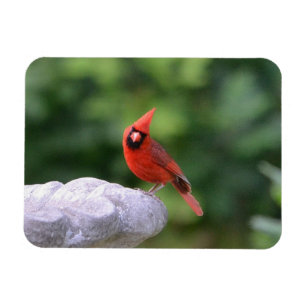 Cardinal On Birdbath Magnet