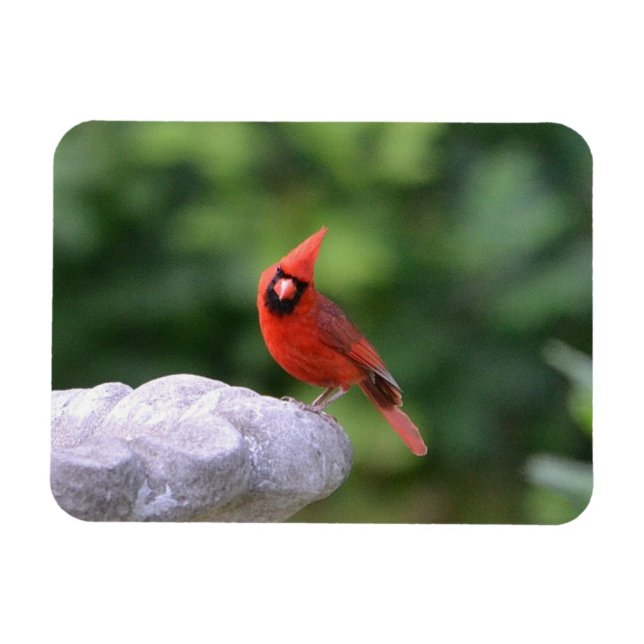 Cardinal On Birdbath Magnet (Horizontal)