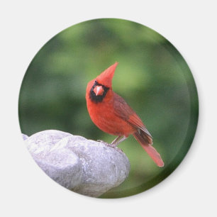 Cardinal On Birdbath Magnet