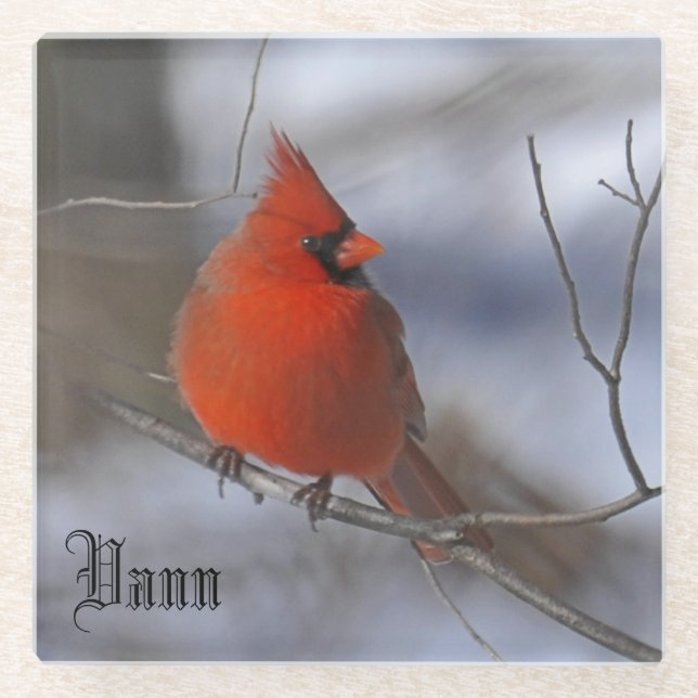 CARDINAL ON BRANCH GLASS COASTER (Front)