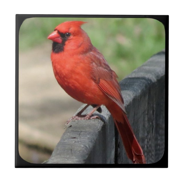 CARDINAL ON FENCE-2 CERAMIC TILE (Front)