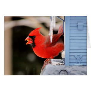 Cardinal on Ice - Bird