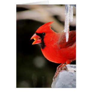 Cardinal on Ice - Bird
