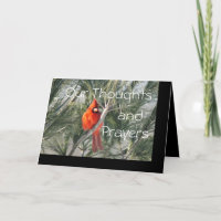 Cardinal on Pine Tree- customise any occasion