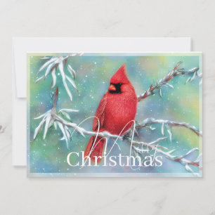 Cardinal on snowy branch budget Christmas Holiday Card