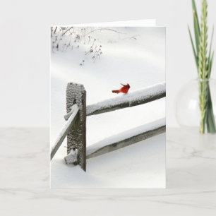 Cardinal on Snowy Fence Holiday Card