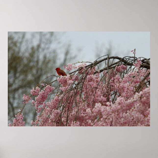 Cardinal on Top of a Weeping Cherry Tree Poster (Front)