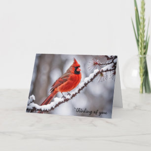 Cardinal On Winter Branch Thinking of You Card