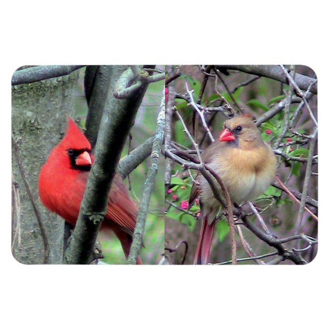 Cardinal Pair Flexble Magnet (Horizontal)