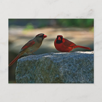 cardinal pair  Old Lynchburg City Cemetery Postcard