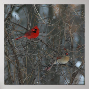 Cardinal Pair Poster