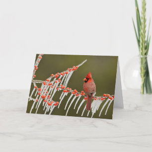Cardinal Perched on Icy Holly Branch Holiday Card