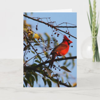 Cardinal Photo Christmas Card - Season's Greetings