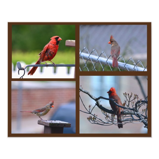 Cardinal Photo Collage Print (Front)