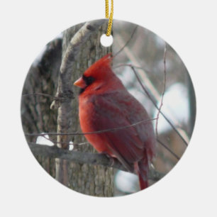 Cardinal photograph-(bird) Christmas Ornament