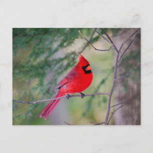 Cardinal Pose Postcard