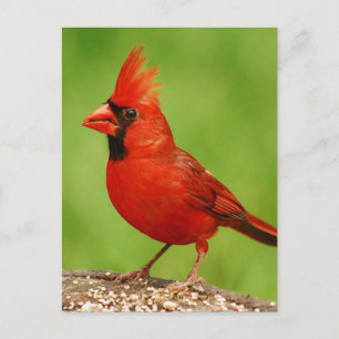 Cardinal Postcard