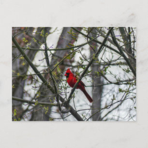 Cardinal Postcard